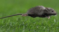 relates to Australia Turns to Banned Poison to Combat Giant Mice Plague