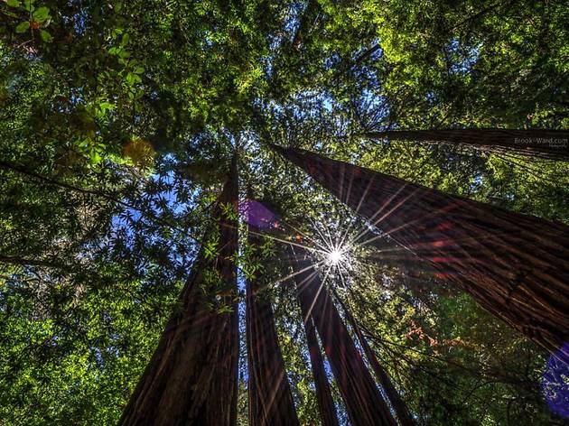 13 best places to see California redwoods