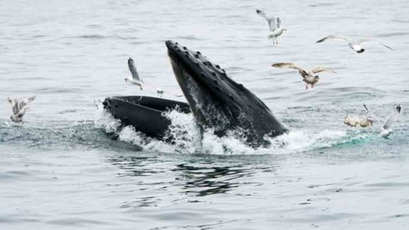 Baleia ‘engole’ pescador nos EUA e depois o cospe vivo