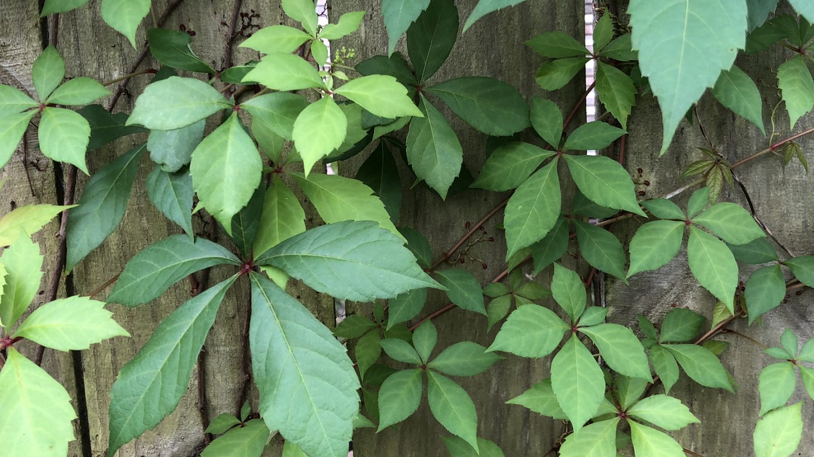 Virginia Creeper on a wooden stockade fence. Copyright Andrea LeDew.