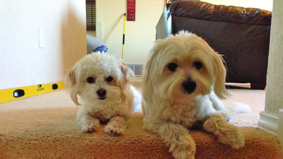 dogs on stairs