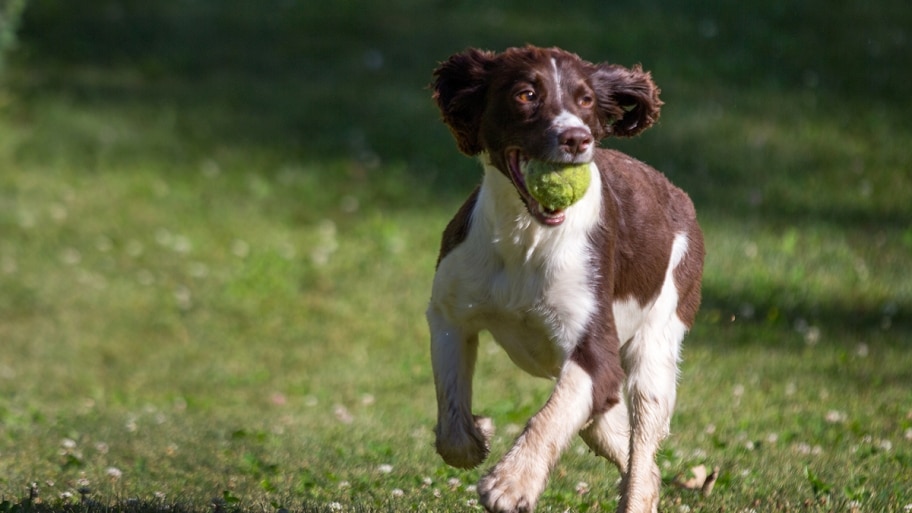 spaniel with tennis ball