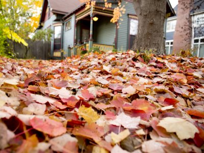 fall leaves on a lawn