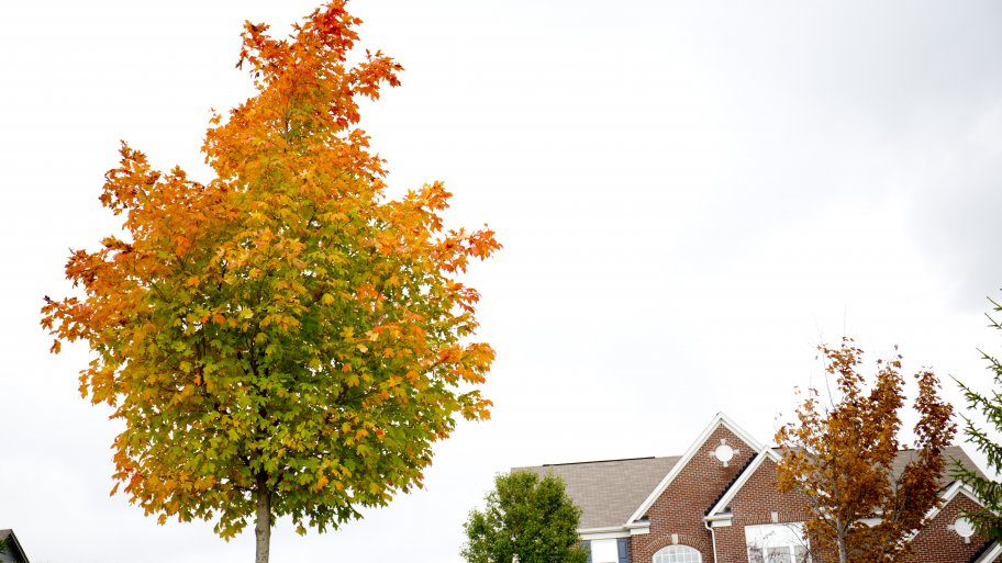 red and orange fall leaves on tree