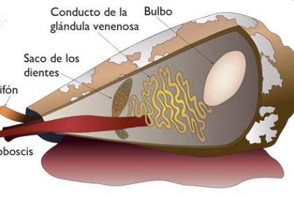 Esquema de la morfología interior de los conos./ Lara de la Cita.