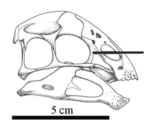 Yulong skull.png