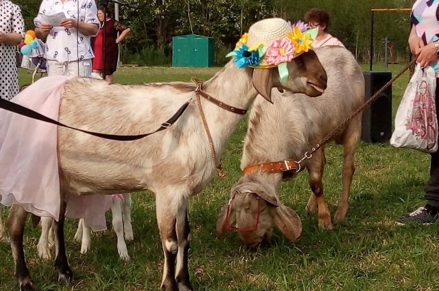 Краса села. В Удмуртии прошел конкурс красоты среди коз