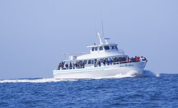 Up to 31% Off Whale Watching & Great White Shark Tours