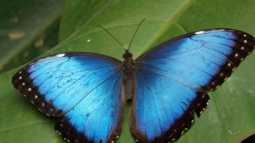 Científicamente, este es el primer insecto en extinguirse a causa de la actividad humana