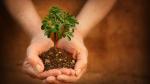 Small tree cupped in adult hands