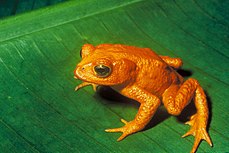Bufo periglenes, Golden Toad, đã được ghi nhận lần cuối vào ngày 15 tháng 5 năm 1989