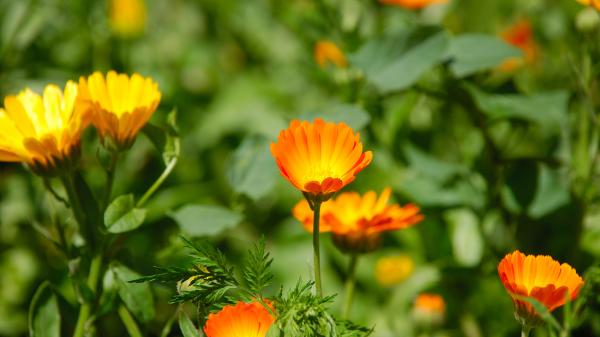 Orange calendula, the birth flower of October.