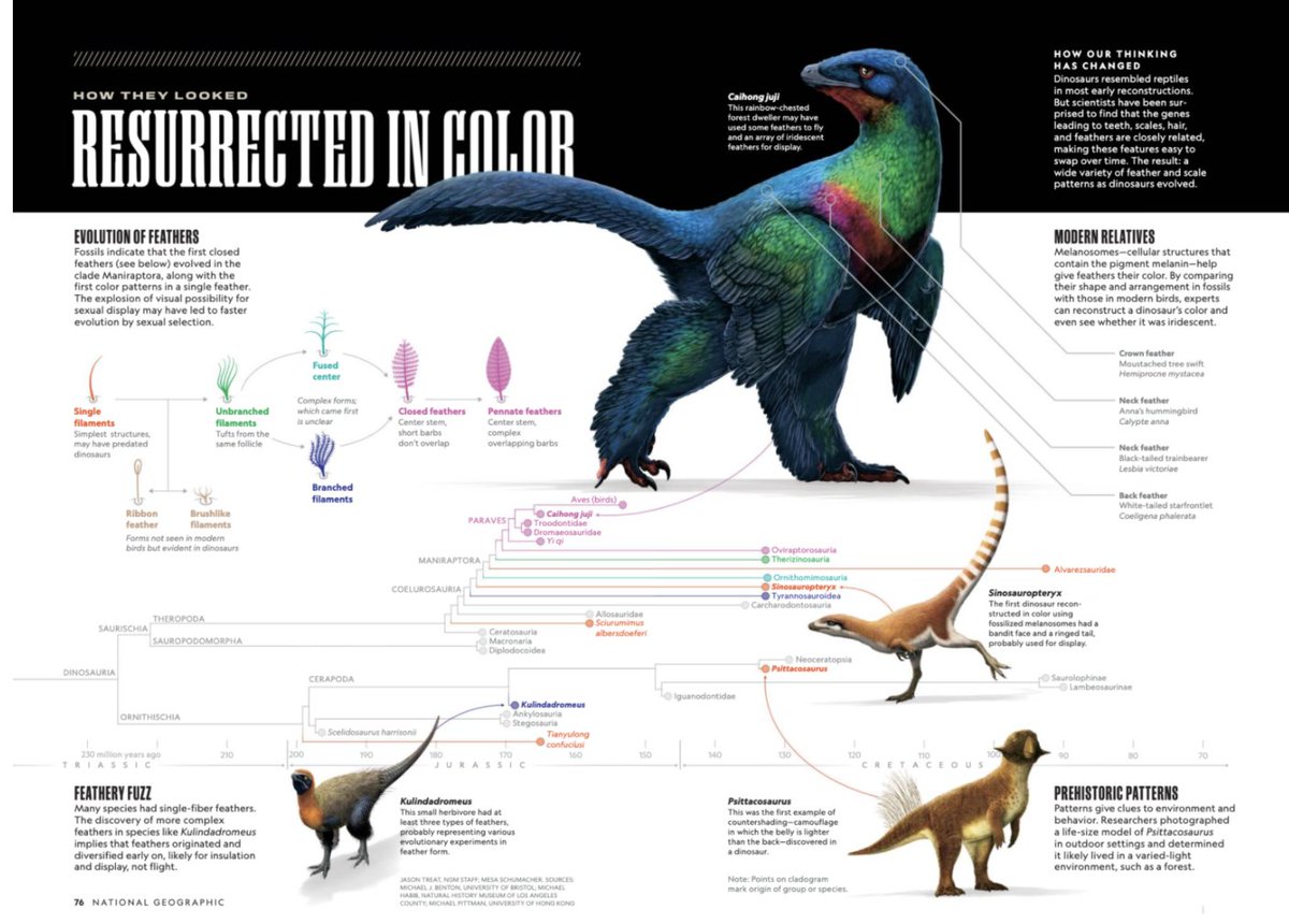 Low res copy of NatGeo infographic "Resurrected in color" about how dinosaurs looked.  Graphic includes an evolutionary tree and timeline with key species and adaptations, an evolution of feathers, and color.