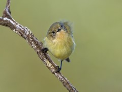 Yellow Thornbill