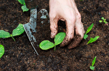 So langsam kommt Leben in den Garten