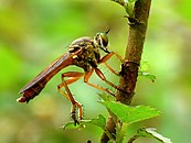 Asilidae by kadavoor.jpg