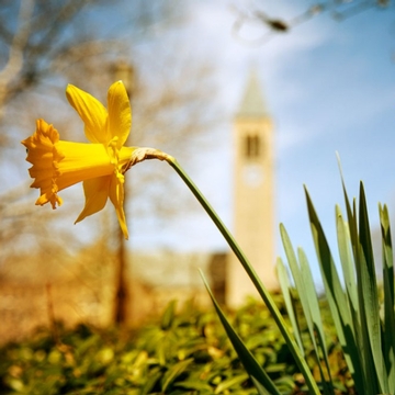 Yellow flowers and grass in front of McGraw Tower