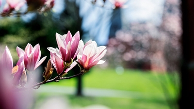 Pink Cherry Blossoms in front of green grass and Sage Hall