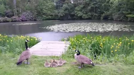 File:Canadian Goose with chicken.webm