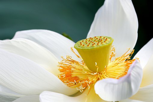 Lotus, Blume, Lotusblume, Weiße Blume