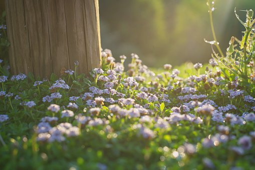 Flores, Prado, Mañana, Naturaleza, Bloom