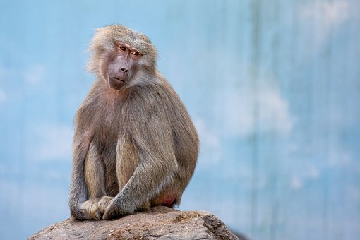 Singe, Des Animaux, Mammifères, Zoo