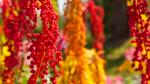 Colorful quinoa tree.