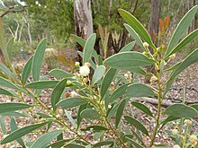 Acacia penninervis (5368395701).jpg