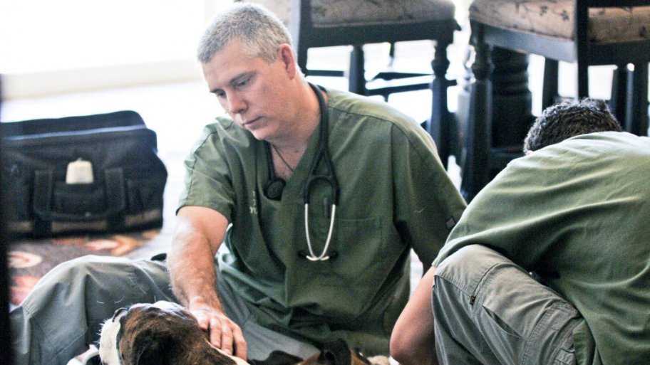 Veterinarian and dog