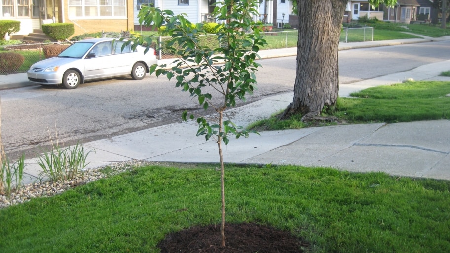 A new tree in the ground