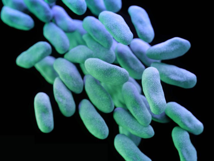 A 3D model of carbapenem-resistant Enterobacteriaceae.