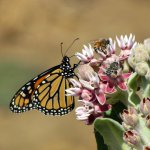 butterfly and bees pollinate flower