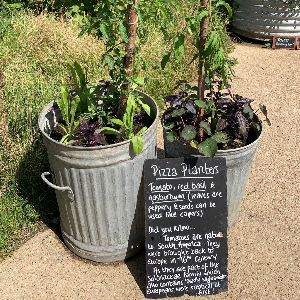 Pizza planters. Pots with tomatoes, red basil and nasturtiums