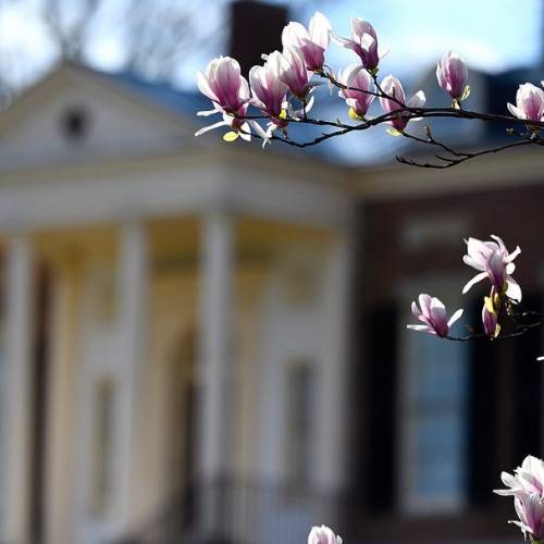 Spring blossoms on campus