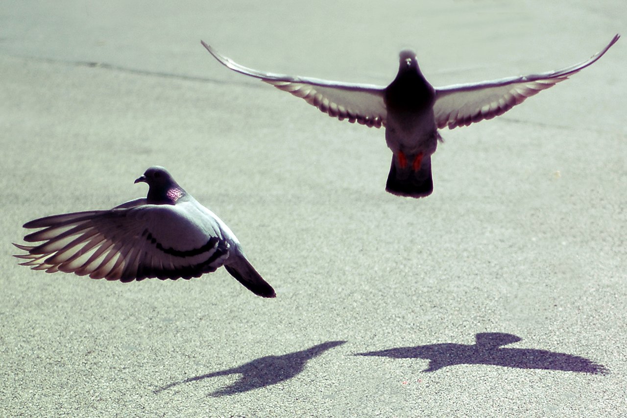 Pigeons