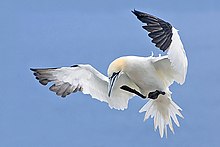 Northern Gannet 2006 2.jpg