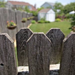 fence enclosing a yard