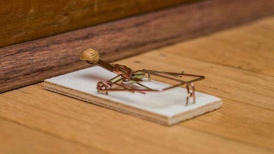 peanut butter bait wood snap mouse trap