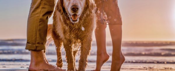 5 idee per le vacanze con il vostro cane