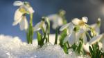 Snowdrops growing up trough the snow.