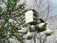 File:Progne subis -Tulsa, Oklahoma, USA -nestboxes-8.ogv