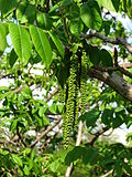 Juglans mandshurica 03.JPG