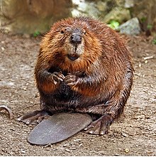 American Beaver.jpg