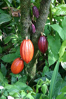 Cocoa Pods.JPG