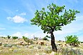 درخت بادام-طبیعت نی‌ریز-عکاس روح‌اله یگانه.jpg