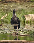 Anhima cornuta - Horned screamer.jpg