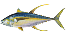 Thunnus albacares.png