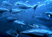 Photo of a few dozen fish swimming in dark water