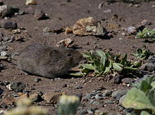 California Vole (Microtus californicus).jpg