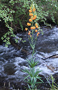 Lilium columbianum by creek.jpg